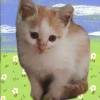 comment-small-img