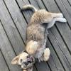 comment-small-img