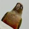 comment-small-img
