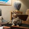 comment-small-img