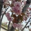 comment-small-img