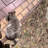 comment-small-img