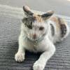 comment-small-img