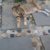 comment-small-img