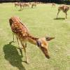 comment-small-img