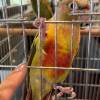 comment-small-img