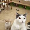 comment-small-img