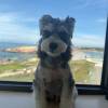 comment-small-img