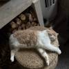 comment-small-img