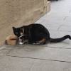 comment-small-img