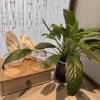 comment-small-img