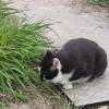 comment-small-img