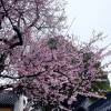 comment-small-img