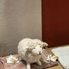 comment-small-img