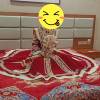 comment-small-img