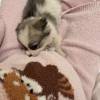 comment-small-img