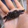 comment-small-img