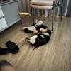 comment-small-img