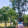 comment-small-img