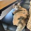 comment-small-img