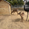 comment-small-img
