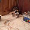comment-small-img