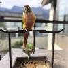 comment-small-img