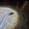 comment-small-img
