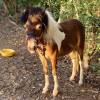 comment-small-img