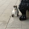 comment-small-img