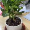 comment-small-img