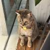 comment-small-img