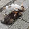 comment-small-img