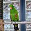 comment-small-img