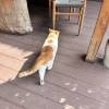 comment-small-img