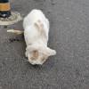 comment-small-img