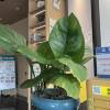 comment-small-img