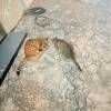 comment-small-img