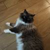 comment-small-img