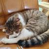 comment-small-img