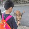 comment-small-img