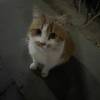 comment-small-img