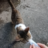 comment-small-img