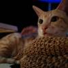 comment-small-img