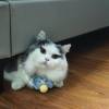 comment-small-img