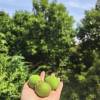 comment-small-img