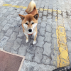 comment-small-img