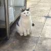 comment-small-img