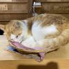 comment-small-img