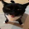 comment-small-img